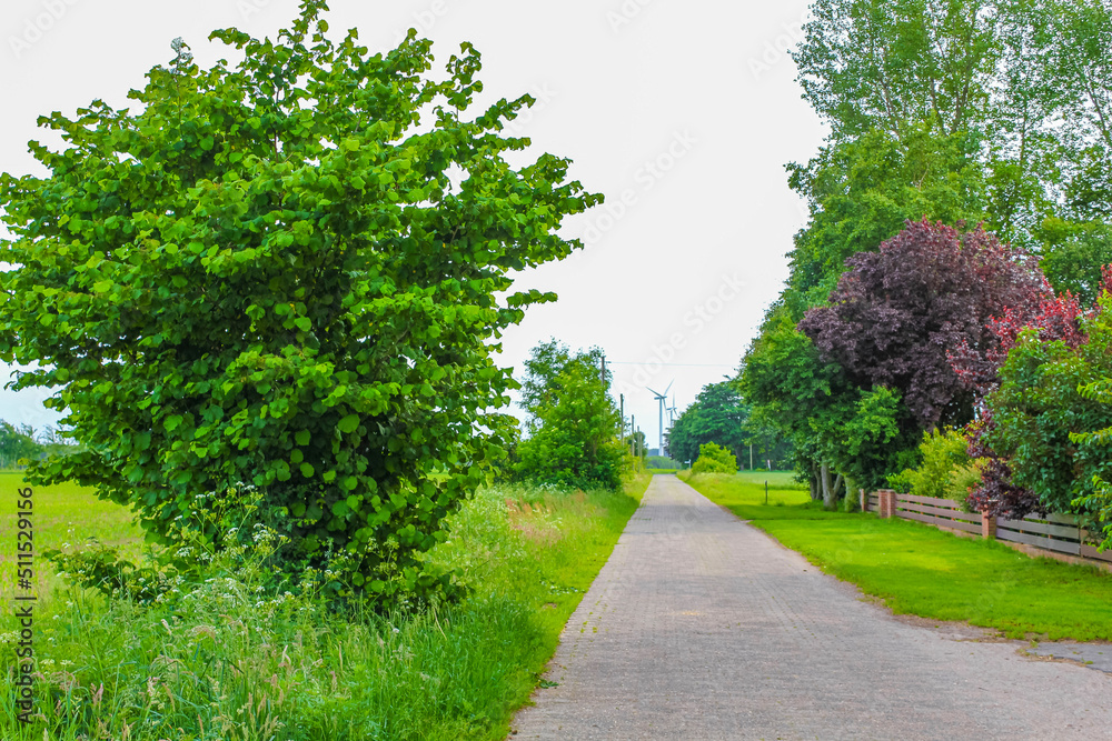 North German agricultural field forest trees nature landscape panorama Germany. North German agricultural field forest trees nature landscape panorama Germany.