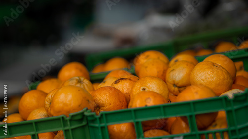 tangerinas citrinos photo