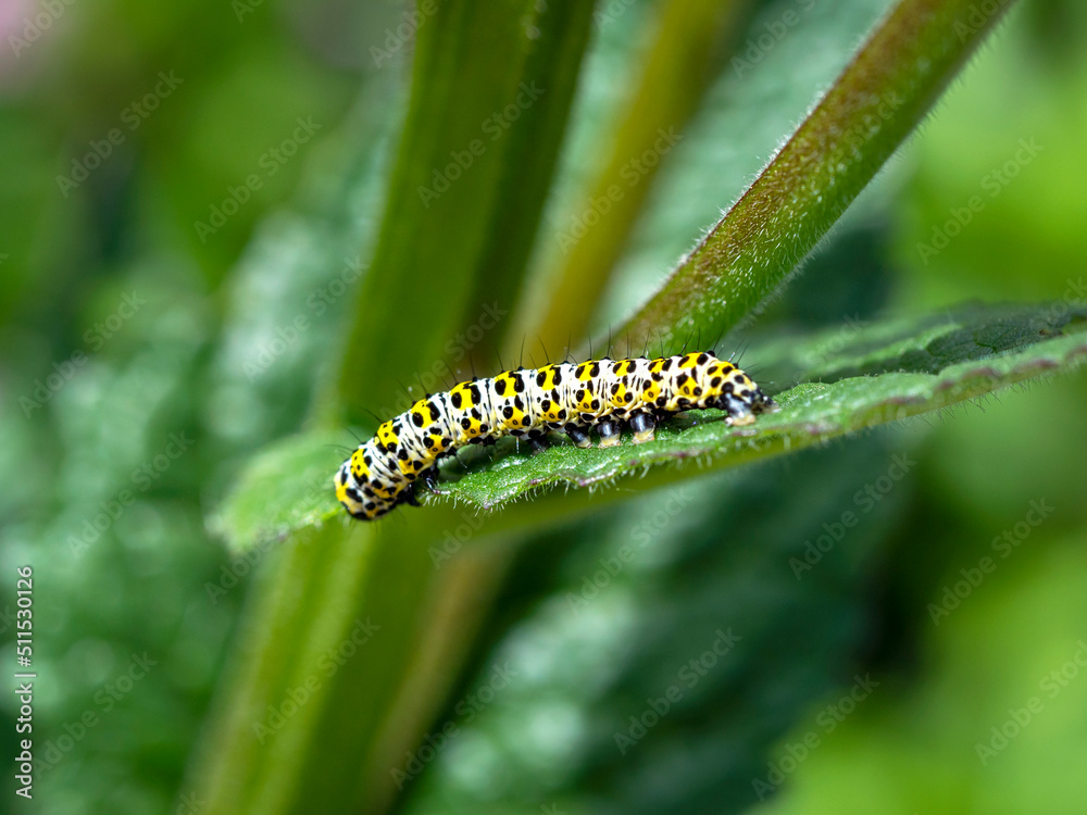 Caterpillar of the mullein moth Cucullia verbasci