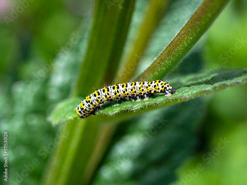 Caterpillar of the mullein moth Cucullia verbasci © AngieC