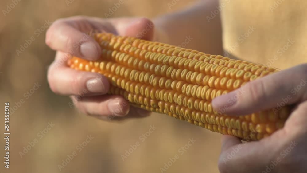 Farmer holding harvested ear of corn in field