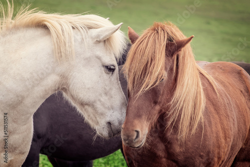 Fotografi Two icelandic horses friends kissing, Iceland