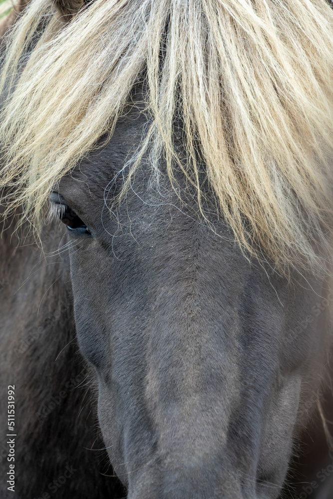 Close up portrait of a beautiful black icelandic horse, Iceland