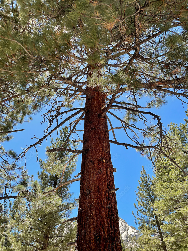 Fototapeta premium low angle view of redwood tree in the forest