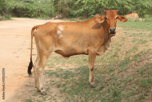 cow stand in the field © Saji Maramon
