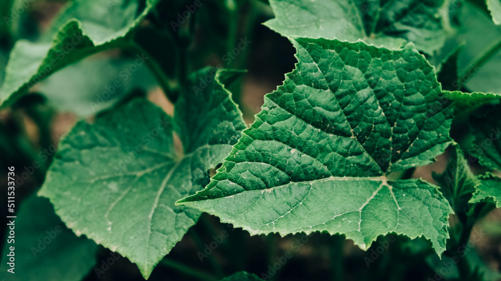 Leaves of cucumber plant growing in garden, seedlings in farmer's garden Leaves of cucumber plant growing in garden, seedlings in farmer's garden