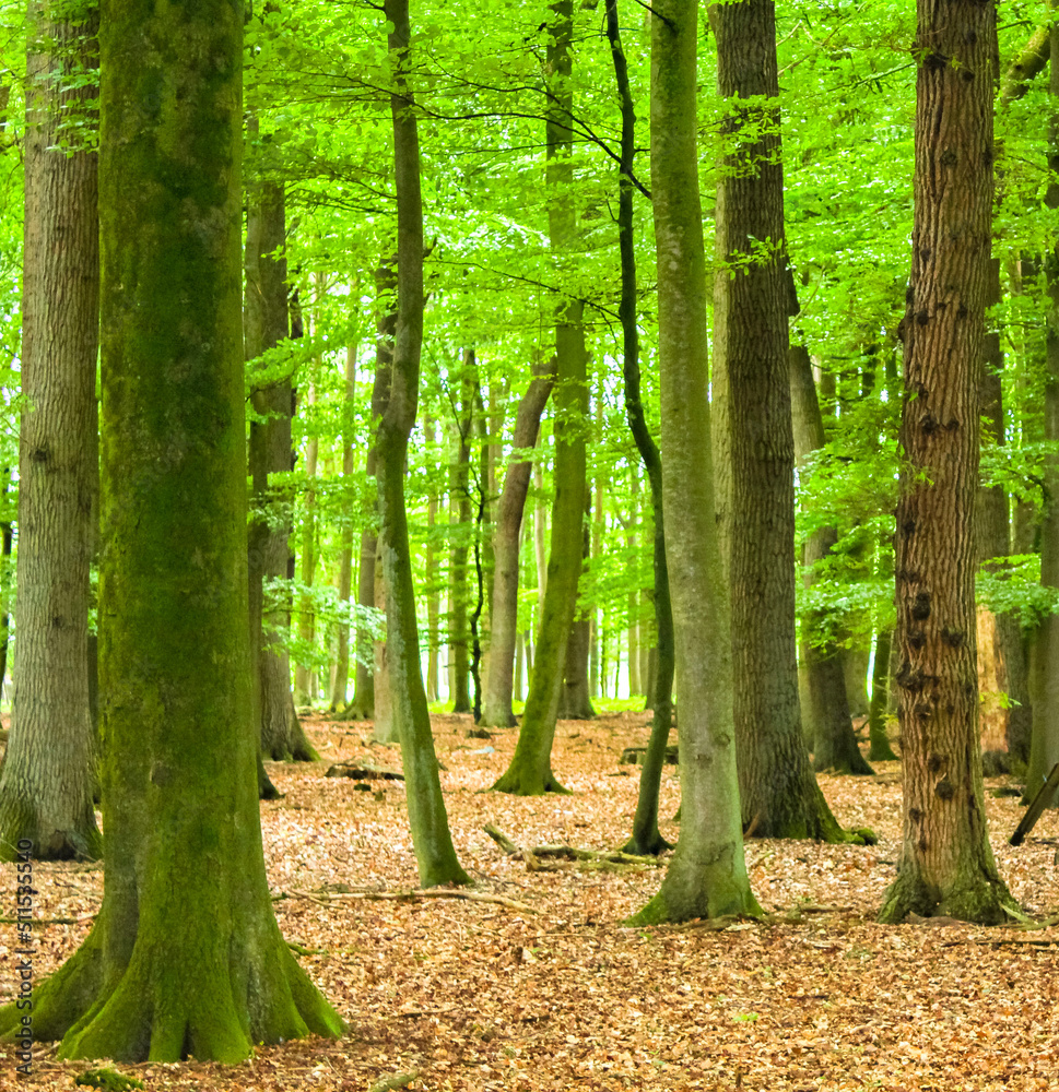 Obraz premium North German agricultural field forest trees nature landscape panorama Germany.