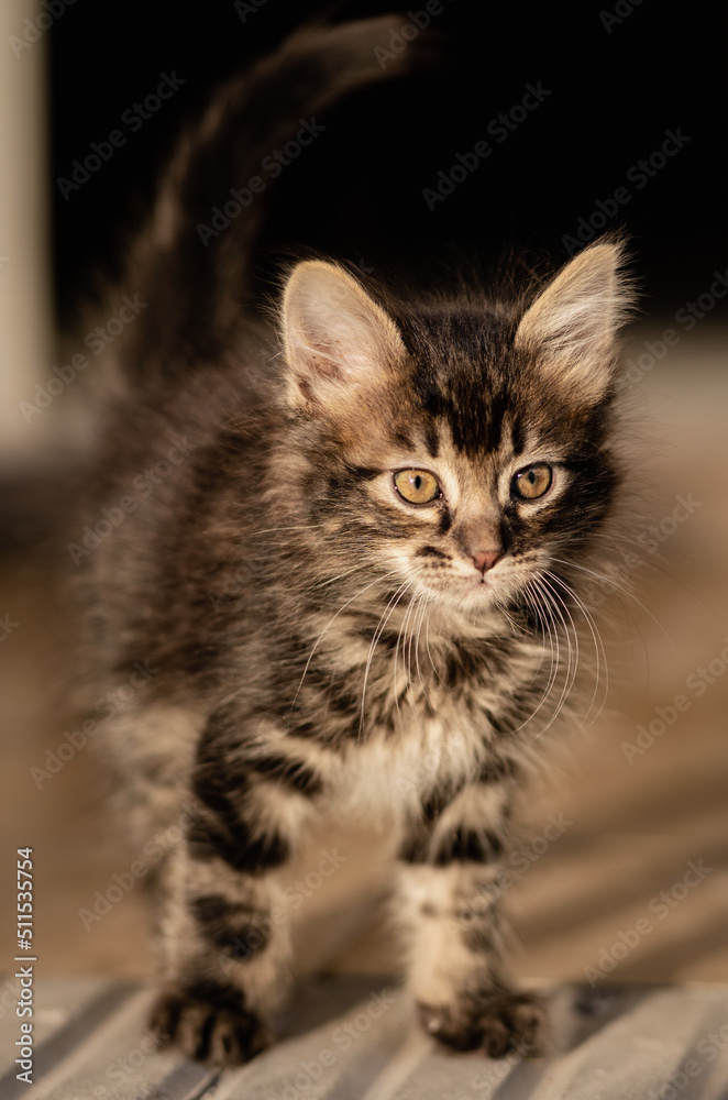 Cute brown and grey kitten standing up front Cute brown and grey kitten standing up front