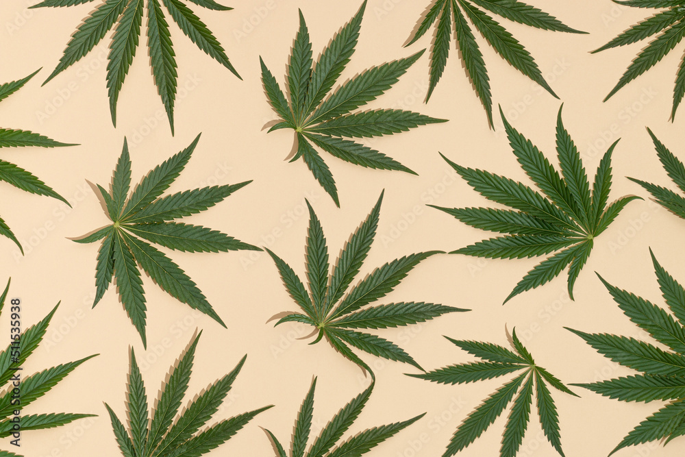 Creative pattern made with sunlit green marijuana, cannabis leaves on a pastel sand color background. Minimal CBD OIL summer concept. Legal or illegal drug levels.