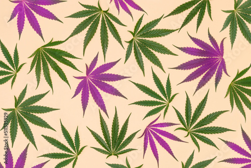 Creative pattern made with green and pink marijuana, cannabis leaves on a pastel sand color background. Minimal CBD OIL concept. Legal or illegal drug levels.