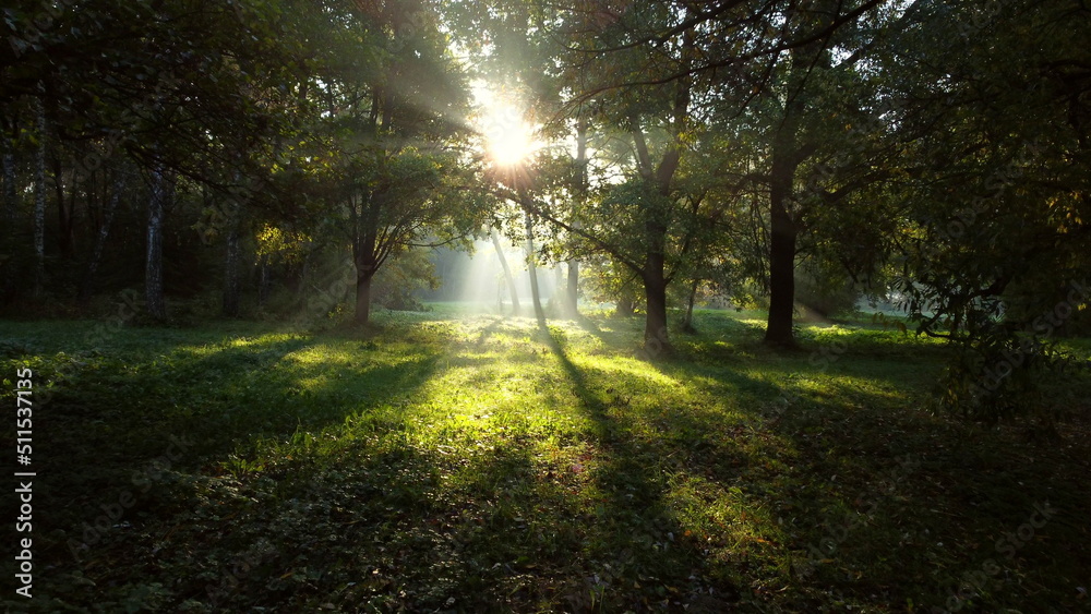 Sun shines brightly through green branches trees in forest on summer morning. Beautiful Natural background. Ecology, Environmental protection, global warming, changing of climate Sun shines brightly through green branches trees in forest on summer morning. Beautiful Natural background. Ecology, Environmental protection, global warming, changing of climate