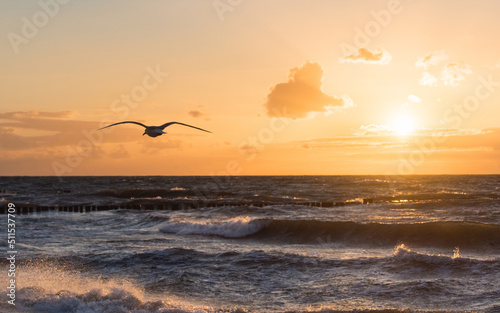 Fototapeta Naklejka Na Ścianę i Meble -   baltic sea beach with seagulls in sunset