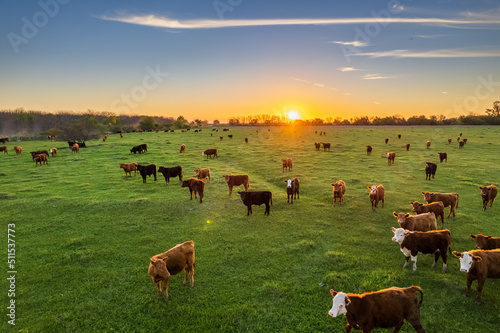 Billede på lærred Cows at sunset in La Pampa, Argentina