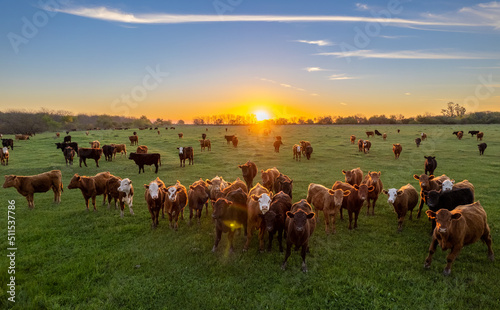 Obraz na plátně Cows at sunset in La Pampa, Argentina