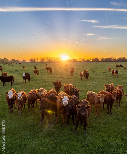 Canvas Print Cows at sunset in La Pampa, Argentina