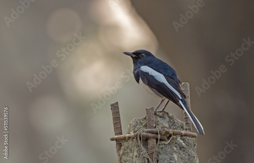 Oriental magpie-robin (Male). Oriental magpie-robin is a small passerine bird. photo