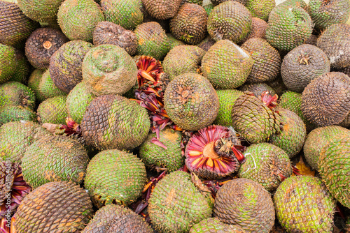 Araucaria pine cones and nuts (pinhao) in Sao Francisco de Paula - typical autumn/winter food in the South of Brazil photo