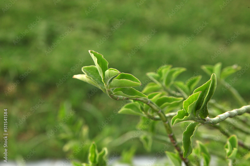 close up of herbs
