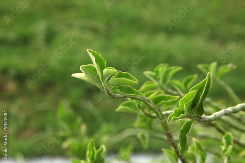 close up of herbs