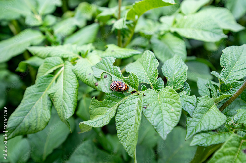 Copulating Colorado potato beetle on a potato plant Copulating Colorado potato beetle on a potato plant
