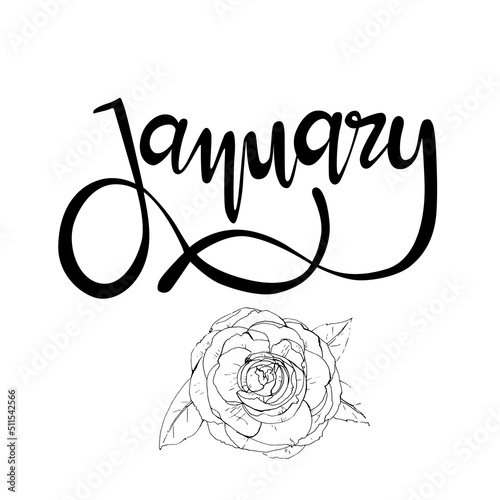Letrero de letras escritas a mano y vectorizado "January". Recurso grafico sobre fondo blanco, Enero mes del año con flores de Camelias.