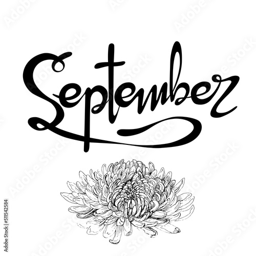 Letrero de letras escritas a mano y vectorizado "September". Recurso grafico sobre fondo blanco, septiembre mes del año con flores de Crisantemos.