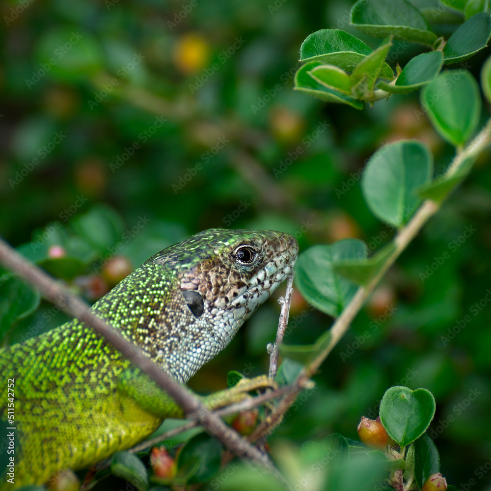 Green lizard Green lizard