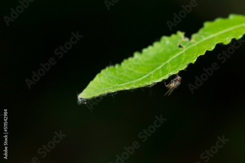 Fly attached to a leaf. A fly rests under a green leaf. Nature and respect for the environment. Flying insects and climate change.