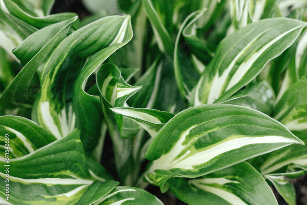 Obraz premium Juicy green bright leaf for green background.