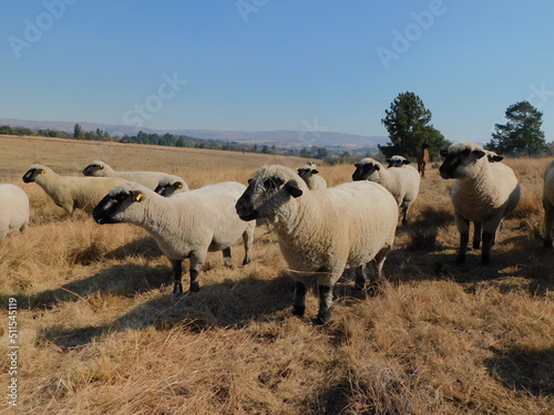 View from the front of a herd of Hampshire Down Ewe sheep all huddled together standing in the countryside, on a golden winter's grassland, a Pine tree on the horizon, hilltops and a beautiful blue s