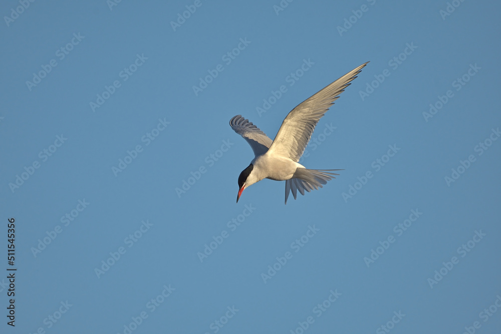 Common tern (Sterna paradisaea) flying and looking for food. Common tern (Sterna paradisaea) flying and looking for food.