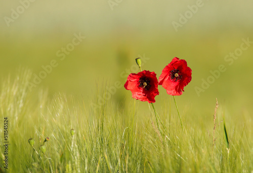 Two poppies in a wheat field in the sun 