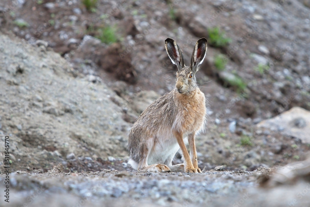 European hare (Lepus europaeus) sitting on a dirt hill. European hare (Lepus europaeus) sitting on a dirt hill.