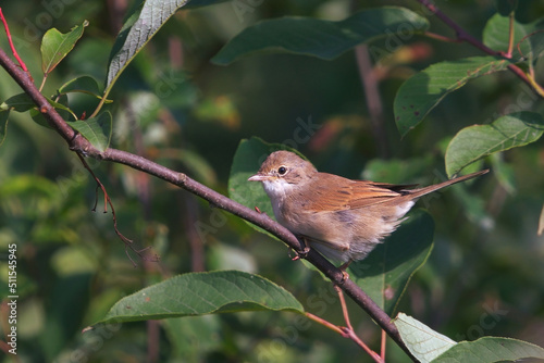 Common whitethroat or greater whitethroat (Curruca communis) in the bushes. photo