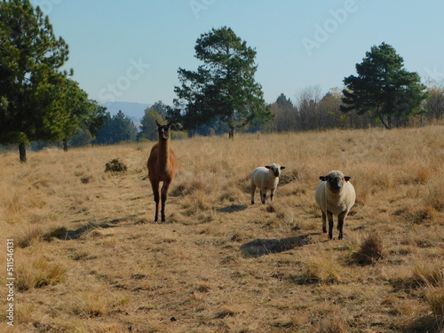 A Llama and two Hampshire Down Ewe sheep walking in a golden winter s grass field towards the camera with large Pine Trees in the background under a crystal clear blue ksy