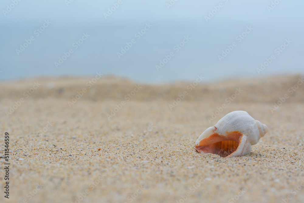 Closeup view of beautiful seashell on beach sand. Space for text Closeup view of beautiful seashell on beach sand. Space for text