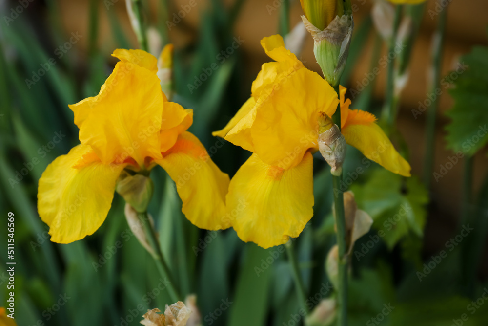 Beautiful yellow iris flowers growing outdoors, closeup Beautiful yellow iris flowers growing outdoors, closeup