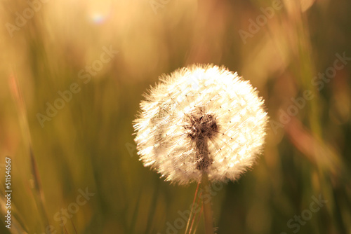 Dandelion blowball in spring meadow, closeup. Wild flower
