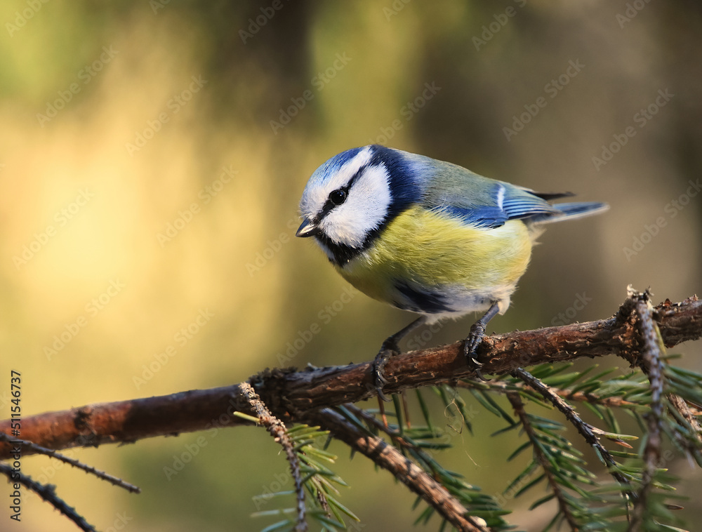Obraz premium Eurasian blue tit (Cyanistes caeruleus) sitting on a spruce branch.