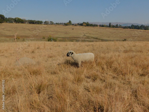 A Hampshire Down sheep, isolated, surrounded by golden grass fields under a blue sky in the countryside