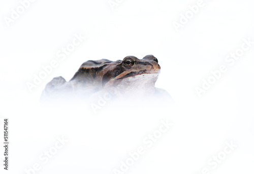 Fototapeta Naklejka Na Ścianę i Meble -  Moor frog (Rana arvalis) in the snow in early spring.