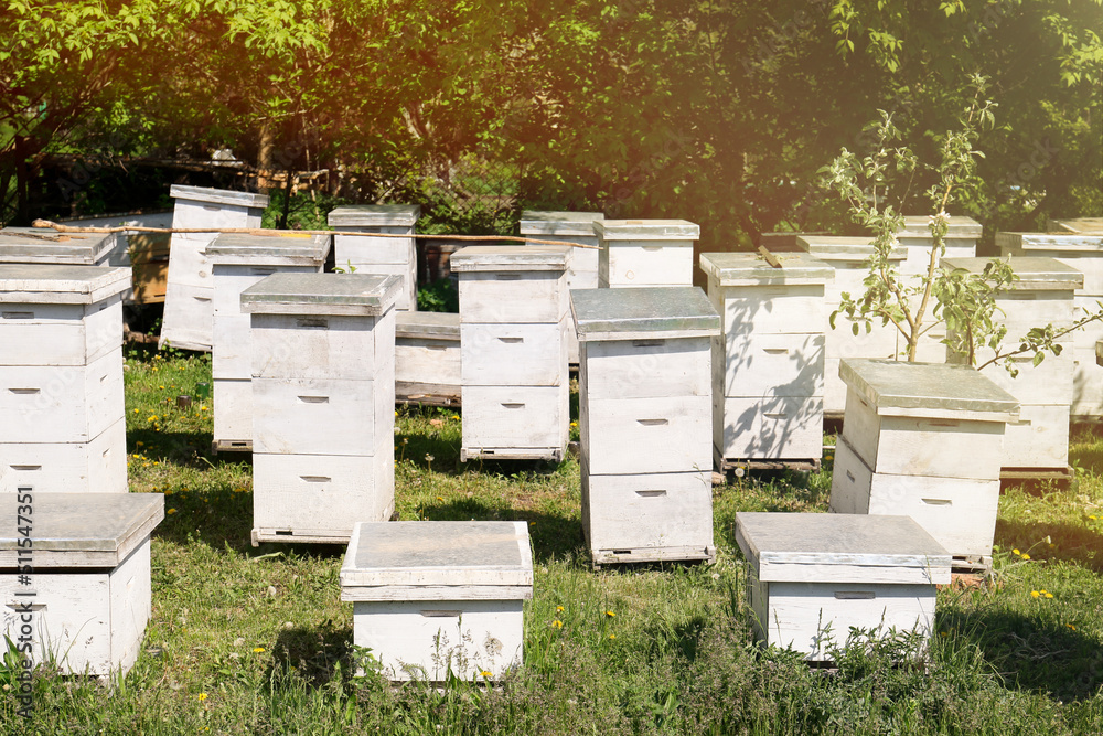 Many white bee hives at apiary on spring day Many white bee hives at apiary on spring day