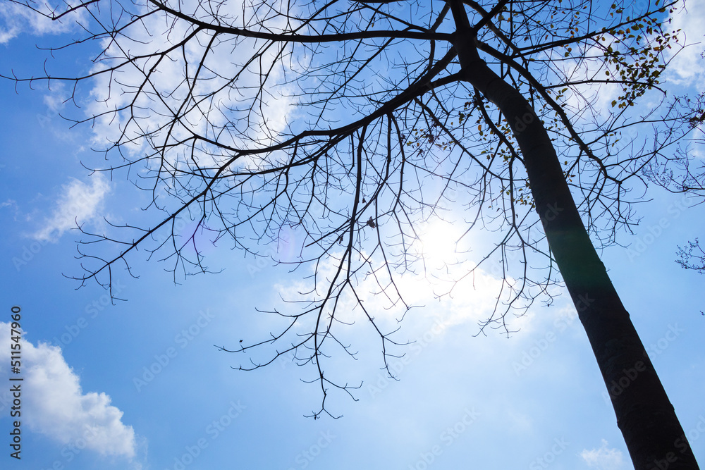Obraz premium Isolated image of a branching tree with sky and clouds in the background with the sun shining brightly. Can be used in work related to nature or sadness.