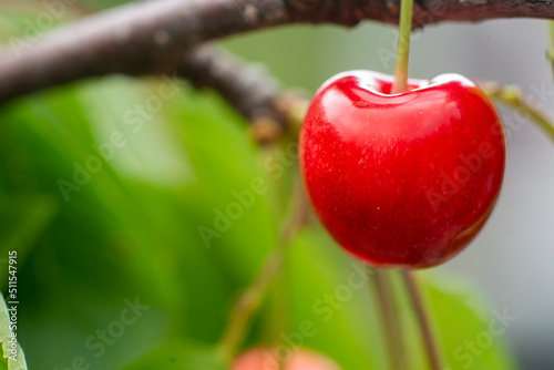 Ripe organic cherries on a branch in the garden.