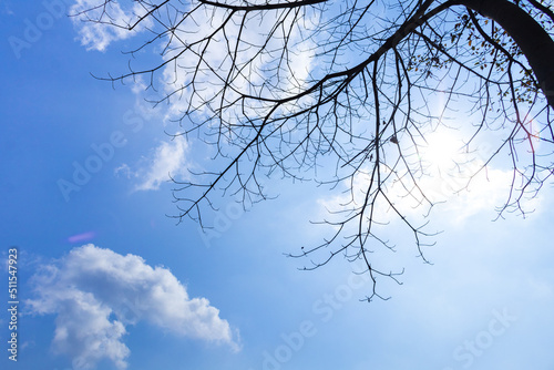 Isolated image of a branching tree with sky and clouds in the background with the sun shining, with empty space on the left to insert text. Can be used in work related to nature or sadness.