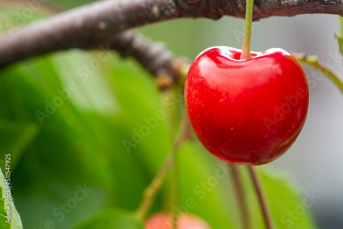 Ripe organic cherries on a branch in the garden.