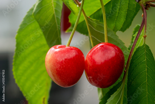 Ripe organic cherries on a branch in the garden.