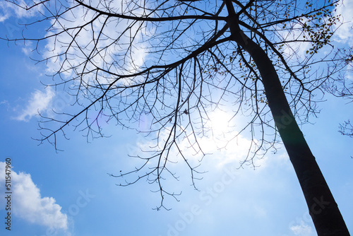Isolated image of a branching tree with sky and clouds in the background with the sun shining brightly. Can be used in work related to nature or sadness.