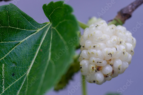 Ripe Mulberry Grains on Branch in the Garden