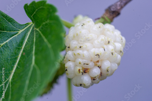 Ripe Mulberry Grains on Branch in the Garden